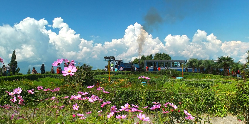 A scenic view of a Toy Train passing from Batasia Loop near Darjeeling on a sunny day.