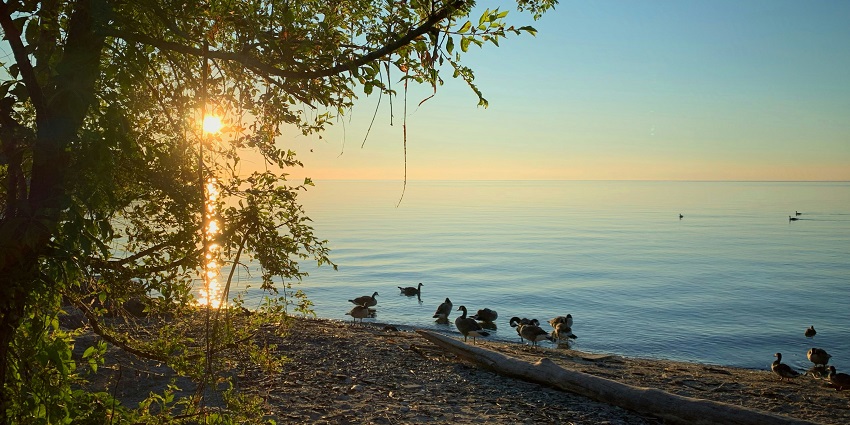 A wooden dock near body of water and ducks playing in the water amidst sunset