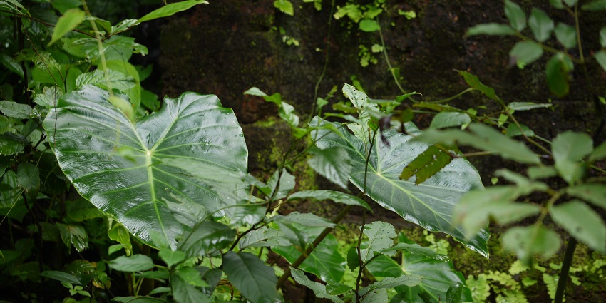 Image of a dense forest trail, perfect for a jungle safari near Pune, showcasing beauty.