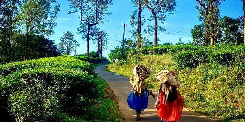 The best time to visit Wayanad is from October to May when the weather is pleasant.