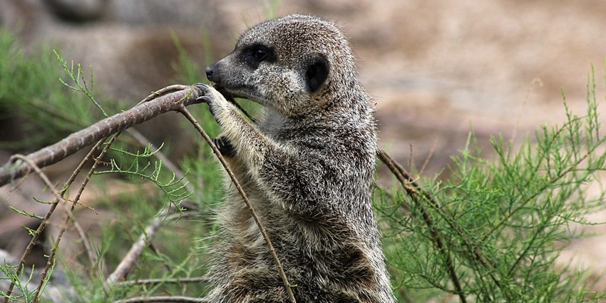 An image of a meerkat standing on its hind legs and holding onto a branch with its front paw, in London zoo