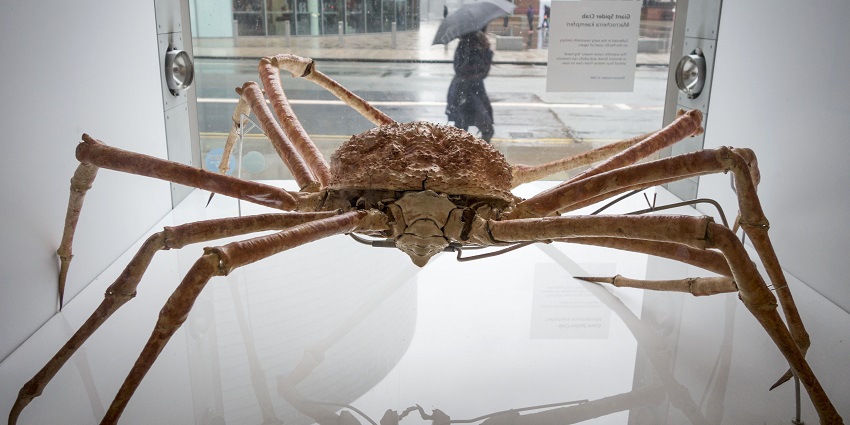 An image showing the ancient remains of a spider showcased in the Manchester Museum's collection.