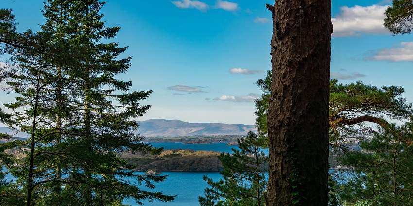 An image of a bridge in Killarney National Park, surrounded by lush greenery and water.