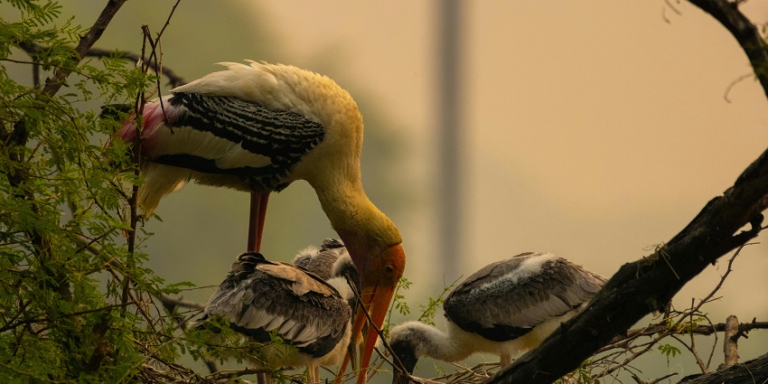 spot some local and endangered species of birds at Bharatpur bird sanctuary
