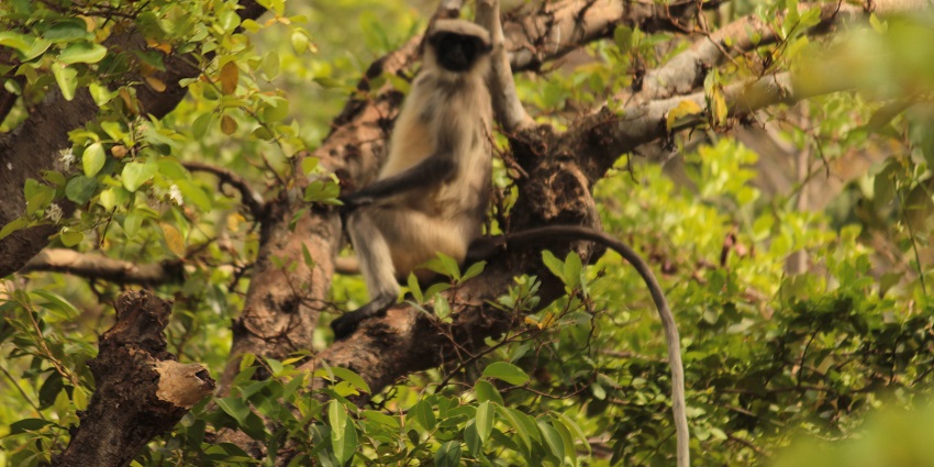 An image of a dense forest view with a trekking trail in Bhimashankar Wildlife Sanctuary.