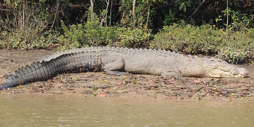 A long crocodile sleeps lazily near the bank of a waterbody in Bhitarkanika National Park.