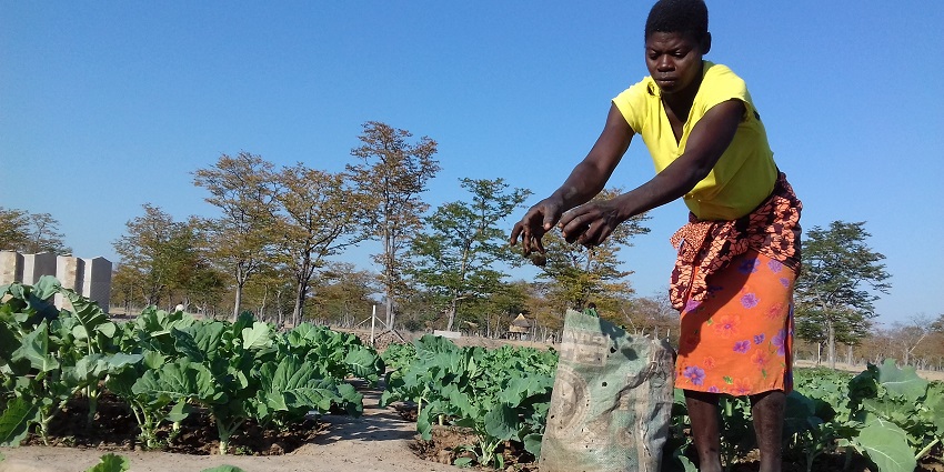 A picture of a woman putting manure into a vegetable garden grown by her in Binga, Zimbabwe.
