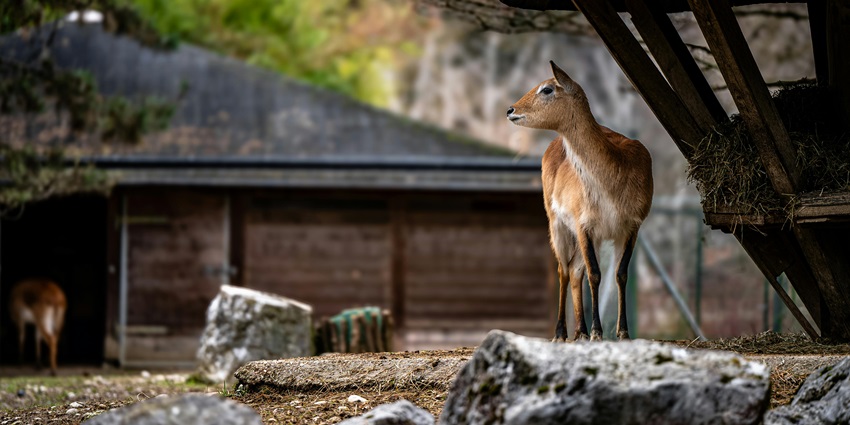 Beautiful image for the Charming Deer by Wooden Shelter in Natural Habitat