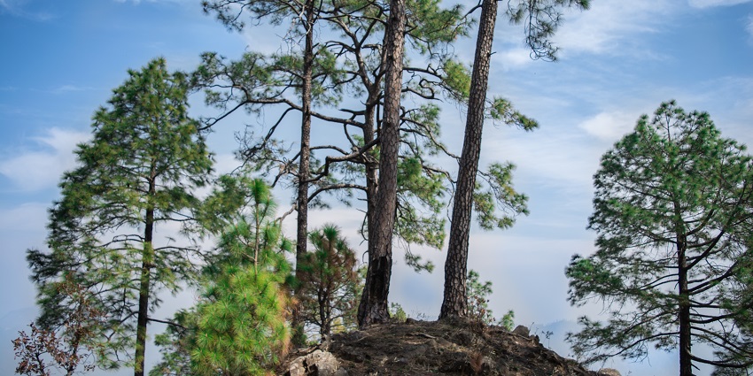 Binsar Wildlife Sanctuary is home to diverse flora and fauna, perfect for wildlife enthusiasts.