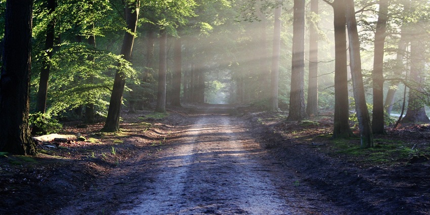 An image of a trail similar to Birchwood trail, a popular place near Fort McMurray