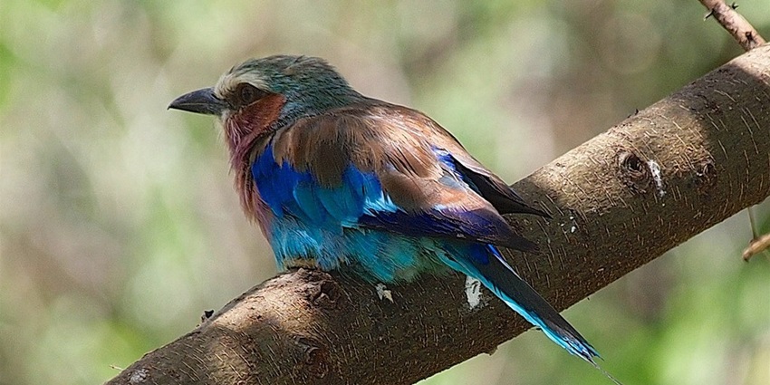 A blue, vibrant, colourful bird named lilac-breasted Roller sitting on a tree branch.
