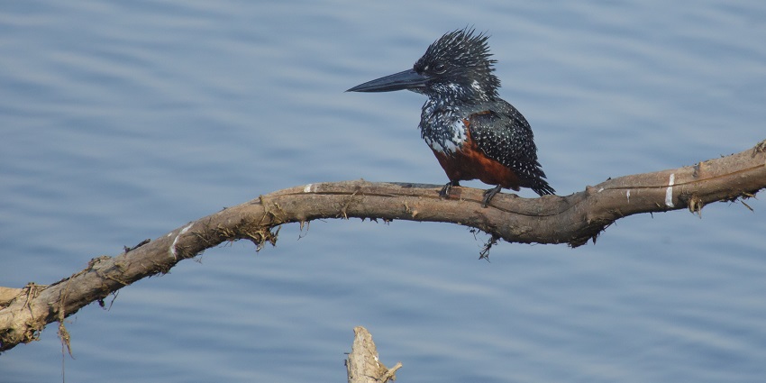 A Giant Kingfisher on a tree branch in South Luangwa National Park in Zambia.