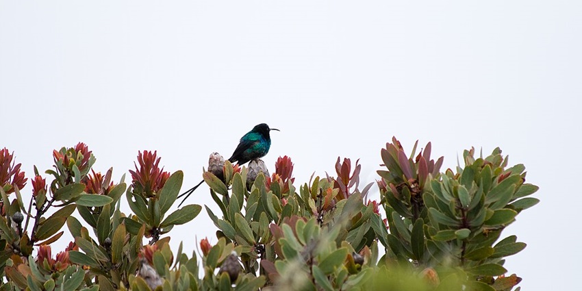 A male malachite sunbird sitting on the green cone bushes against the clear sky