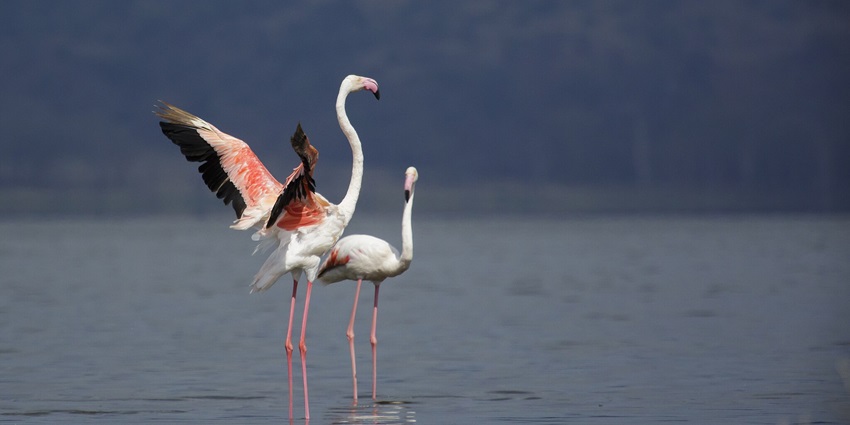 Two Phoenicopterus roseus, greater flamingos, standing on the edge of Lake Nakuru