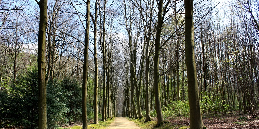 Tree alley in the park Bois de la Cambre - enjoying a walk in a park in Brussels