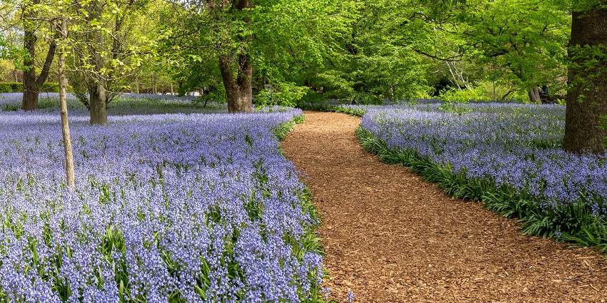 Bluebells blooming in the Brooklyn Botanic Garden, creating a vibrant spring scene.