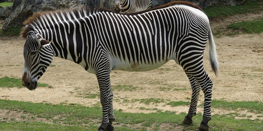 Two grevy zebras standing on the green land with rocks on the upward slope behind.