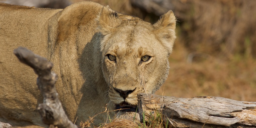 The beautiful picture of the Lioness in Busanga Plains Zambia
