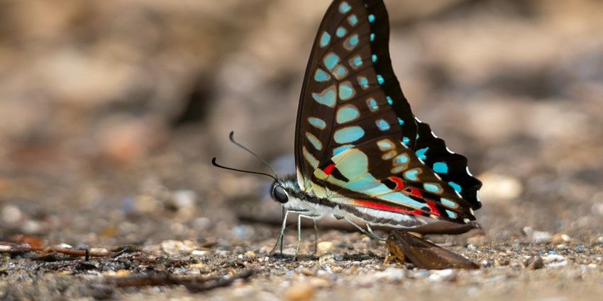 The Butterfly Research Centre is an iconic place to visit in Bhimtal for every traveller.