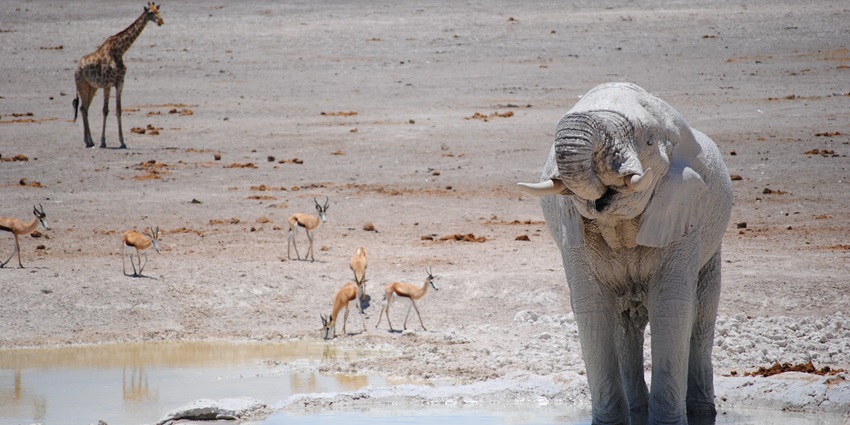 A view of the African wildlife showing giraffe, elephant and deers near watering hole