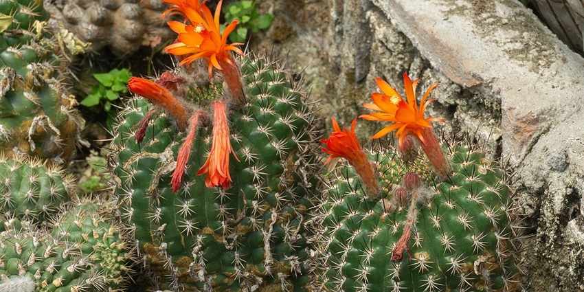 A panoramic view of Cactus Nursery.