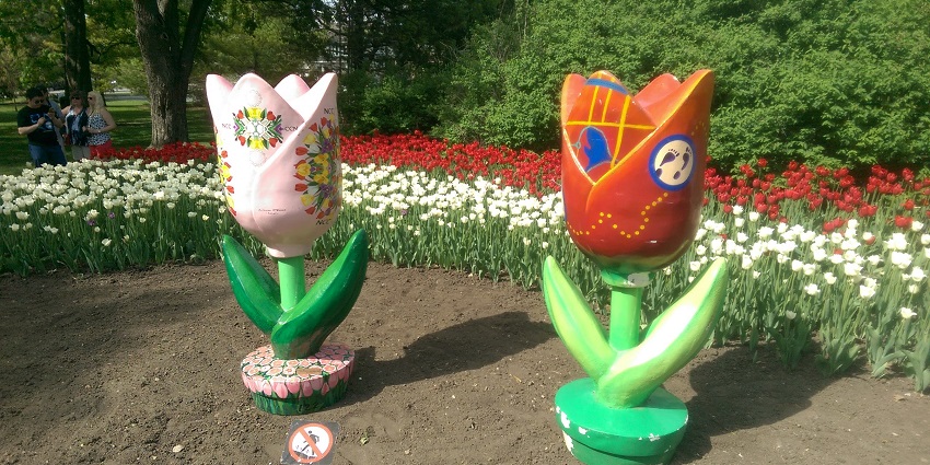 An image of a vibrant scene of colourful tulips in bloom at Ottawa’s Canadian Tulip Festival.