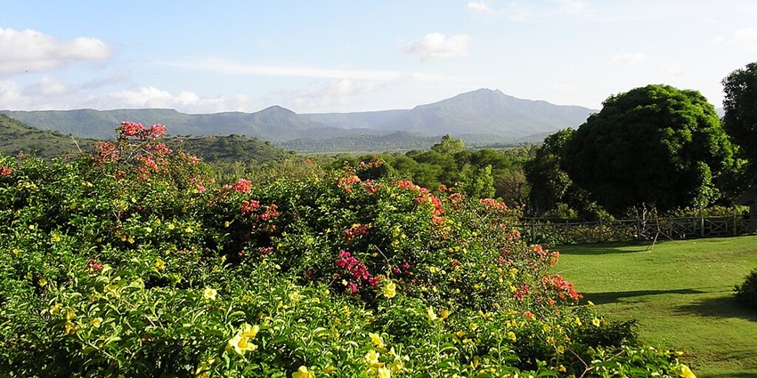 A panoramic view of the Casela Nature Park featuring vibrant flowers and other trees.