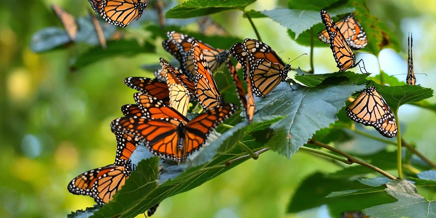 Image of many butterflies sitting on a plant at the Monarch Butterfly Migration.