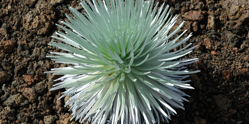 An endangered species of Silversword, only found in Haleakala National Park, Hawaii. Viewers of this file can see comments and suggestions