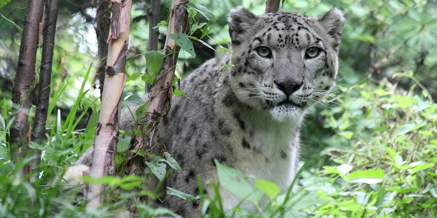 An image of a majestic snow leopard camouflaged in a rocky landscape in Central Park Zoo.