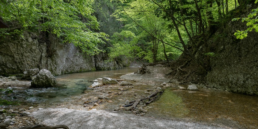Picturesque view of Trees beside the River - Check Out The Golden Whip Stream
