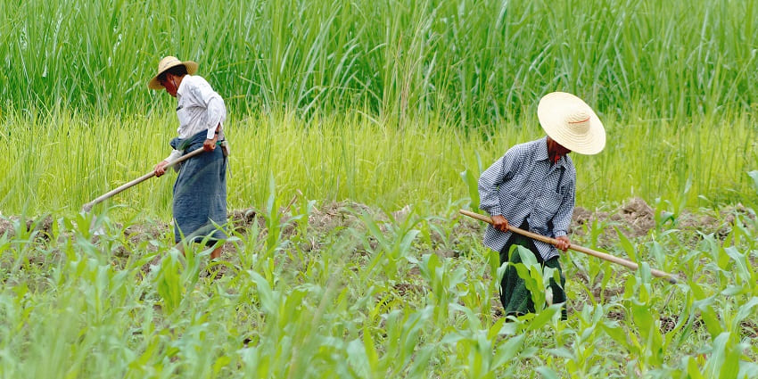 Bountiful crops mark the harvest season in Chhattisgarh, marking the end of the farming.