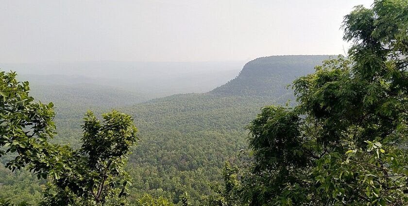 Image of flora of Chaiturgarh forest hills Korba - Chhattisgarh Travel Guide