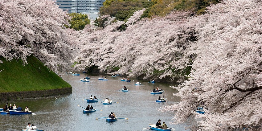The stunning Chidorigafuchi Park offering cherry blossom views by the river.