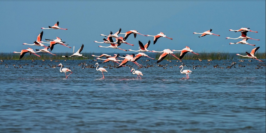 A flock of migratory birds hover over the scenic Chilika Lake near Puri in Odisha.