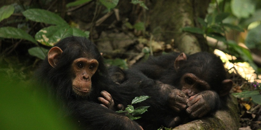Two young chimpanzees lying together on a tree’s root branch surrounded by green leaves