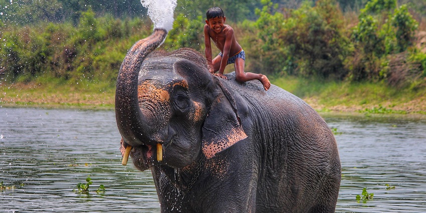 A child plays on the back of an elephant in Chitwan National Park in Nepal