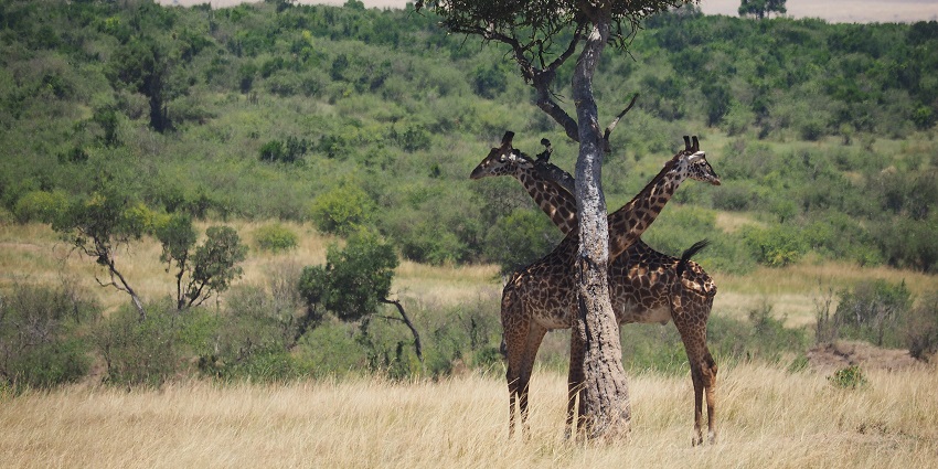 Two giraffes standing under a tree surrounded by the greenery of Chyulu Hills National Park.