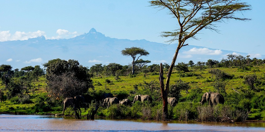 A herd of elephants are wandering over a steep green land with Mount Kenya behind