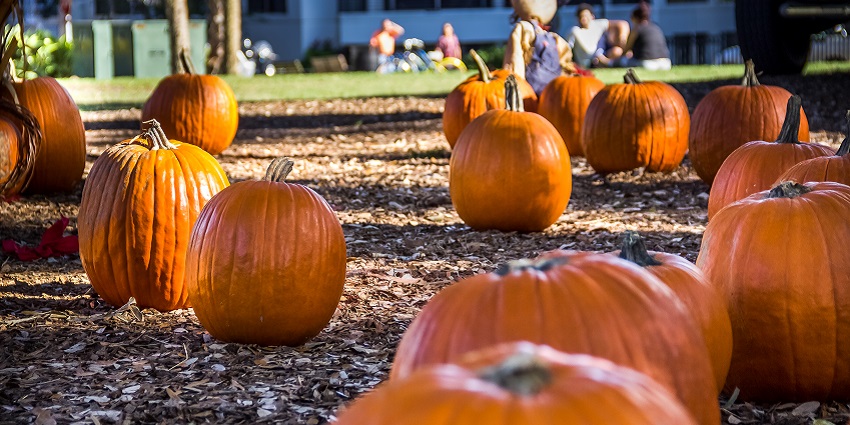 There are also more physical activities such as face painting, and games at the Harvest Festivals Miami