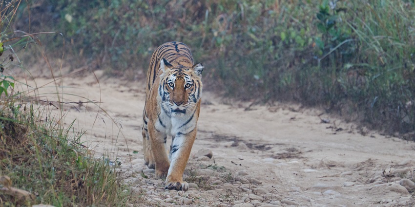Famous wildlife sanctuary with tigers, elephants, and rich biodiversity
