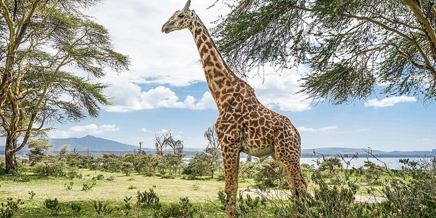 Crescent Island game sanctuary with a tall giraffe surrounded by trees and green landscape.