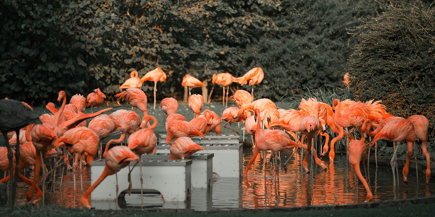 An image of flamingos in a zoo in their natural habitat with beautiful colours