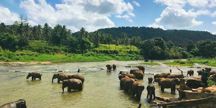 A bunch of adult and baby elephants is one of the things to do in Nairobi, Kenya.