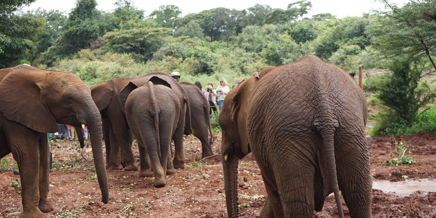 A group of elephants walking through a muddy field at the David Sheldrick Wildlife Trust.