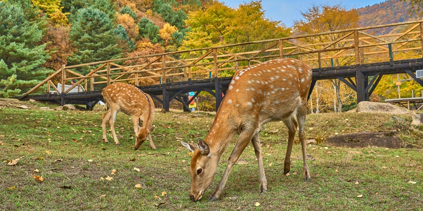 Image of a couple of deer standing on a top of a grass field - one of the best places to visit in Prague