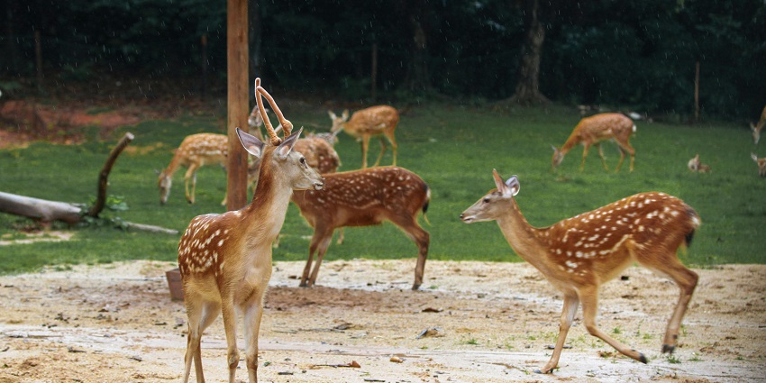 One of the best places to visit in Almora, Deer Park shows a variety of deers.