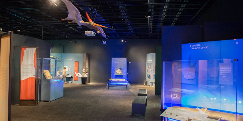 An image of the exhibit hall showcasing Pterosaurs with life-like models at the dinosaur exhibit.
