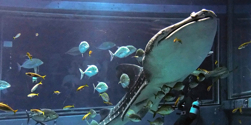 Exploring Osaka Aquarium Kaiyukan which showcases diverse marine life.