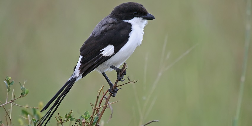 A black and white bird, Fiscal with a long tail sitting on a plant at Mikumi National Park.